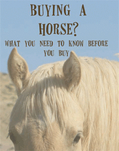 Köpa häst - lån
